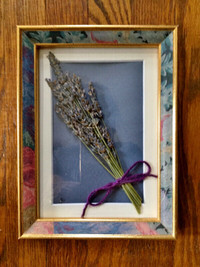 Dried Lavender Under Framed Glass