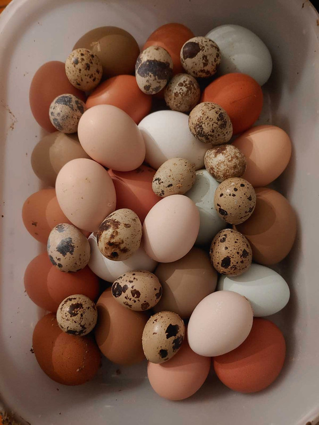 Hatching eggs in Livestock in Peterborough