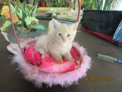 chaton Semi-Persan, View more