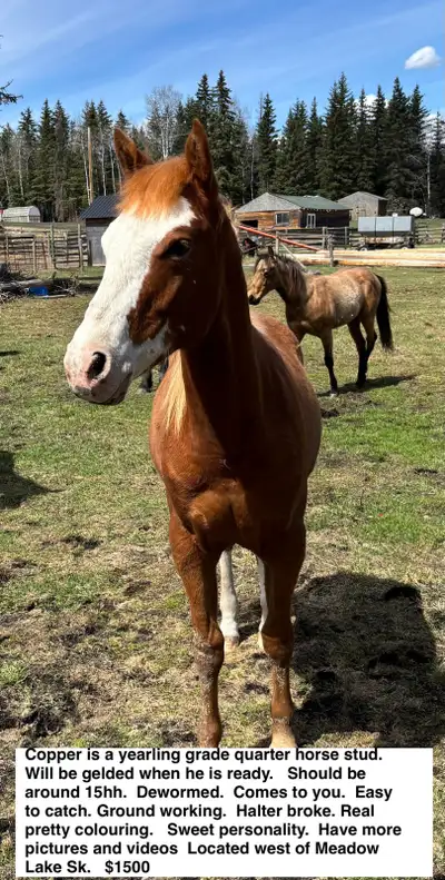beautiful yearling , View more