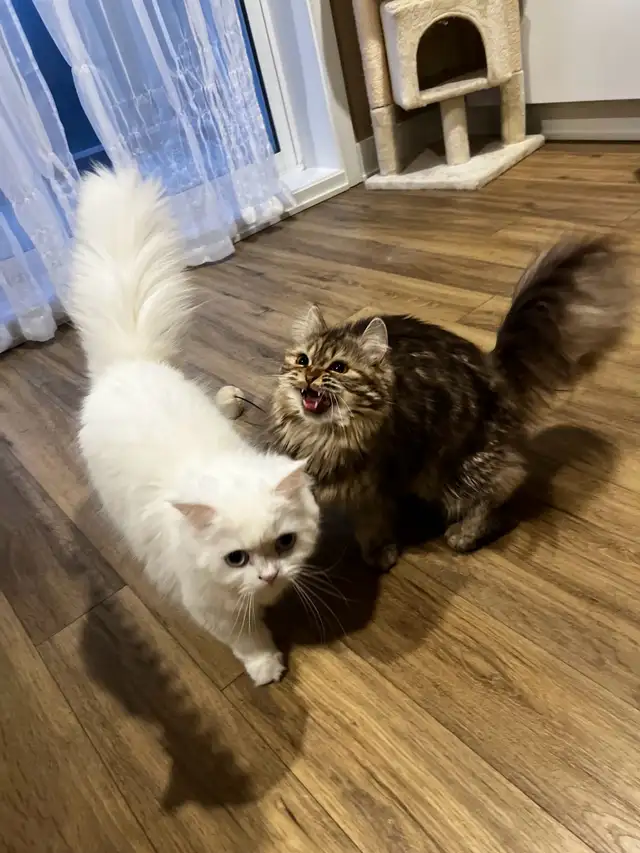 2 female kittens NEGOCIABLE in Cats & Kittens for Rehoming in Laval / North Shore - Image 9