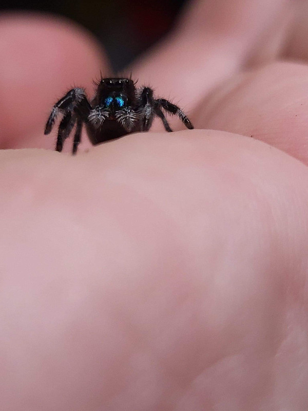 Jumping spider! in Other Pets for Rehoming in Calgary - Image 2