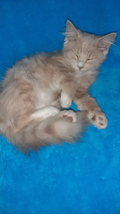 Gentil ronronneux chaton mâle crème et blanc sociable..., View more