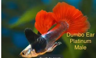 Elephant Ear Red Tail Platinum Guppy, View more