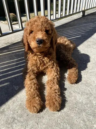 purebred standard poodle, View more