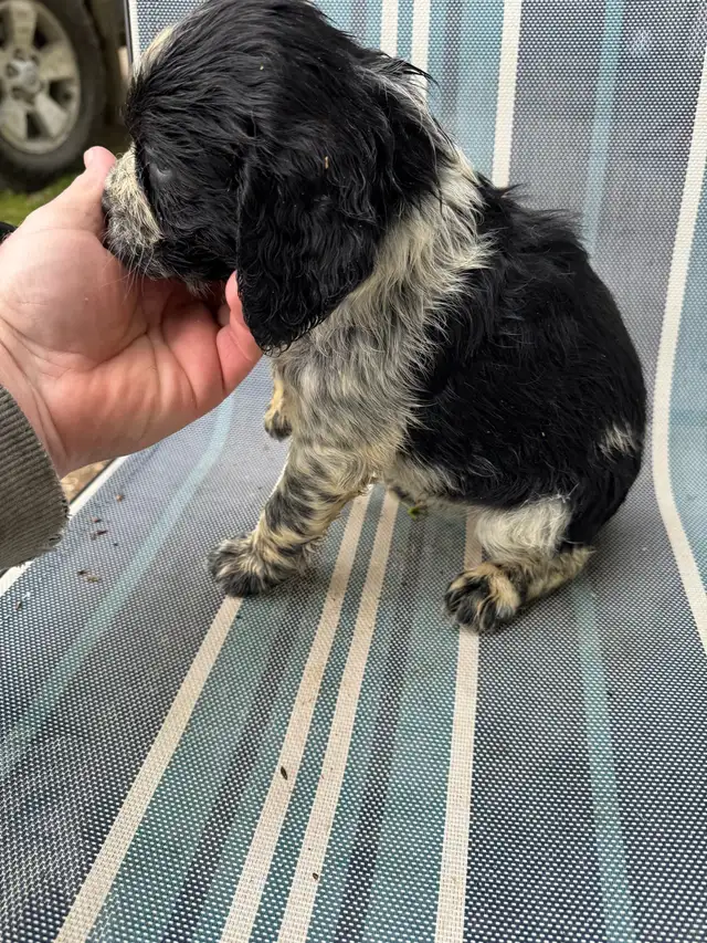 English Springer Spaniel pups - 1 girl in Dogs & Puppies for Rehoming in Owen Sound - Image 8