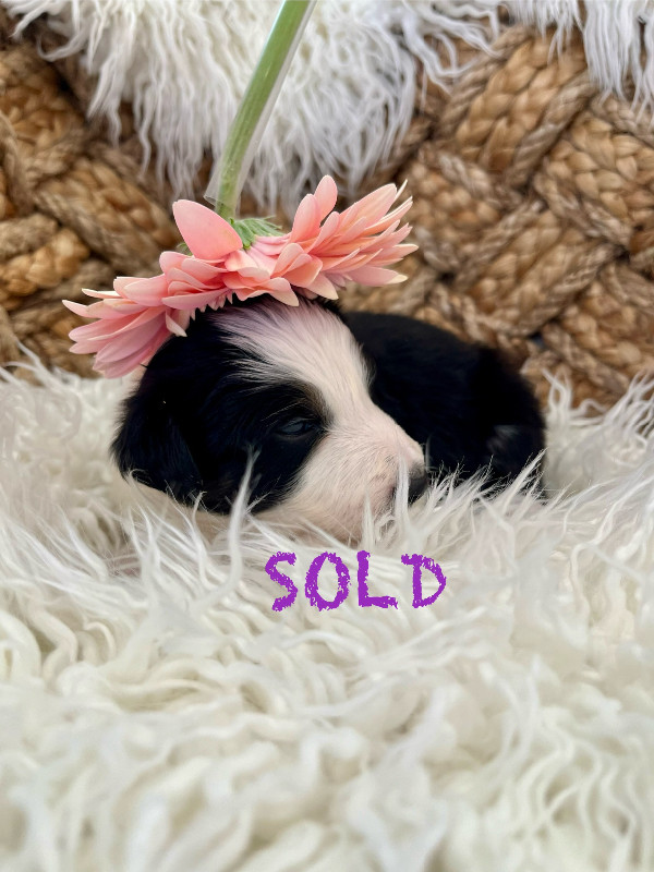 Border Collie puppies registered CBCA available June 10 2024 in Dogs & Puppies for Rehoming in Ottawa - Image 2