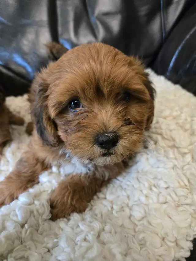 Shihtzu poodle puppies in Dogs & Puppies for Rehoming in Winnipeg - Image 4