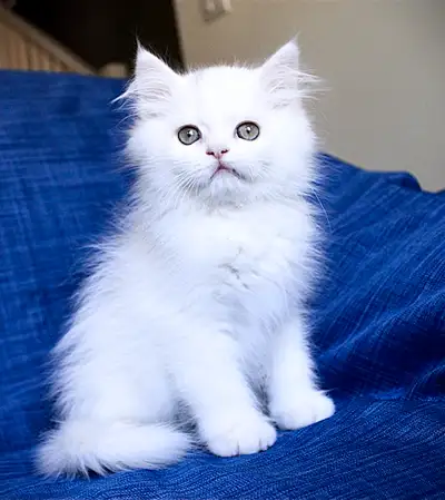 Beautiful Dollface Persian Male Kittens, View more
