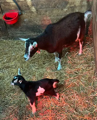 Doe and Doeling Doe is 3-4 years old Disbudded Comes from a quadruplet family of siblings Doeling bo...