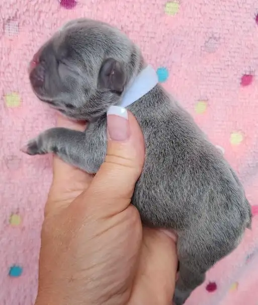 Pawdorabulls French Bulldogs - some fluffies!!! in Dogs & Puppies for Rehoming in Ottawa - Image 5