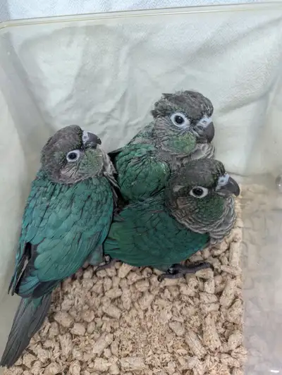 These adorable baby turquoise conures will be ready to find their forever homes by next week! With t...