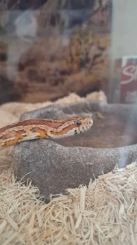 Corn snake