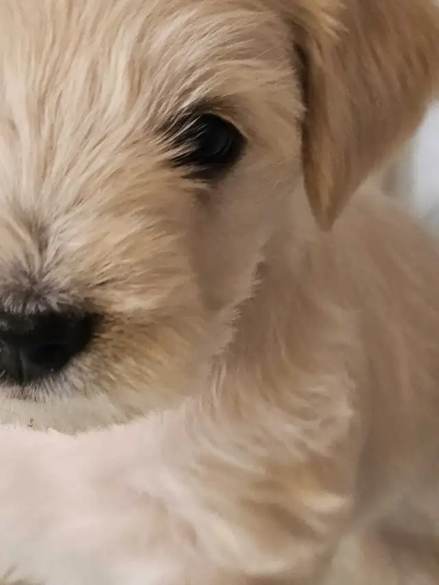 Cockapoo Schnauzer Puppies in Dogs & Puppies for Rehoming in Mississauga / Peel Region - Image 3