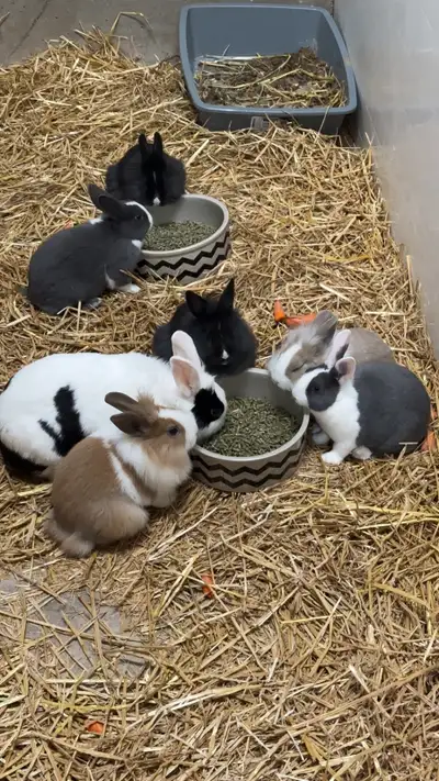 Rabbits/Bunnies, View more