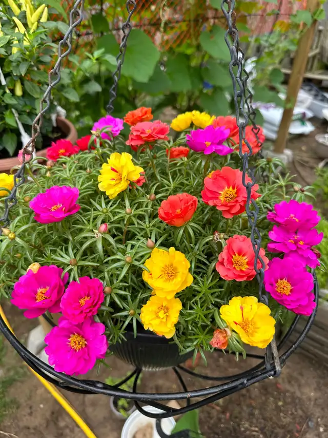 Multiple color Moss Rose  in the large hanging basket- it is ea in Plants, Fertilizer & Soil in Hamilton - Image 2