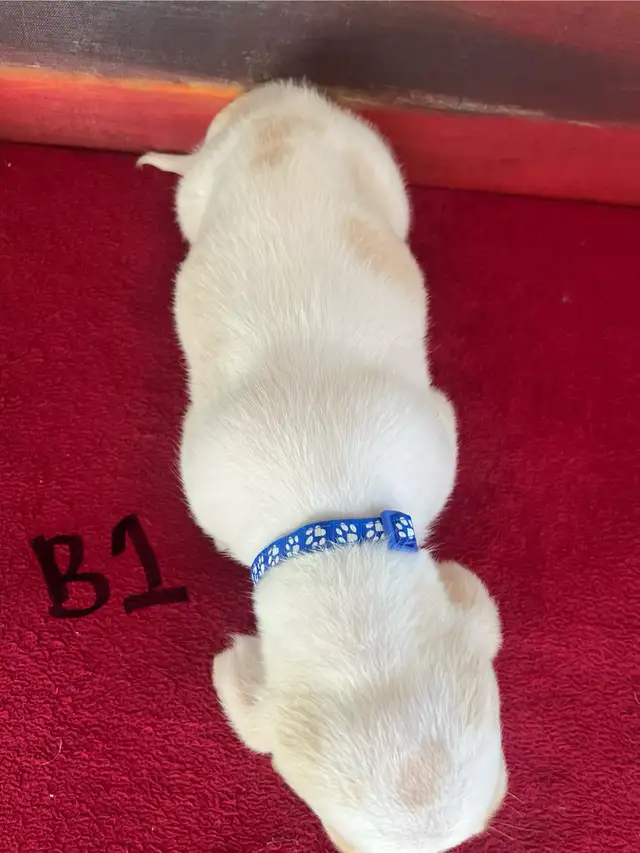 Basset Hound Pups Pure Bred in Dogs & Puppies for Rehoming in Edmonton - Image 3