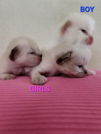 Gorgeous Purebred Ragdoll kittens ❤️
