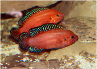 Turkana Jewel (African cichlid, tropical aquarium fish) for sale
