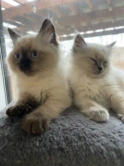 ragdoll kittens, View more