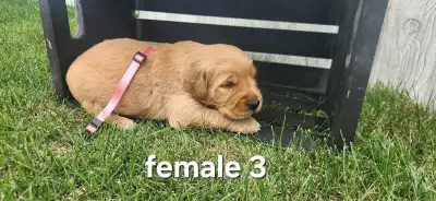 Golden Retriever Puppies, View more
