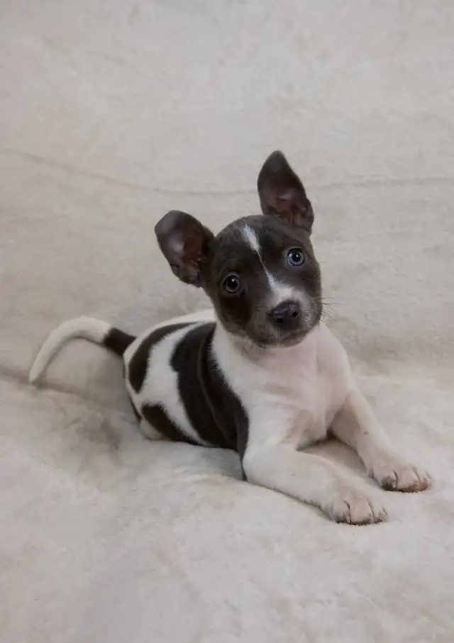 CKC Rat Terrier Puppies in Dogs & Puppies for Rehoming in Mission - Image 5