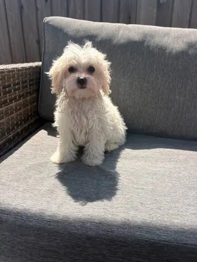 Male Maltipoo puppy! Please contact 437-455-5074, View more