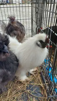 Silkie roosters