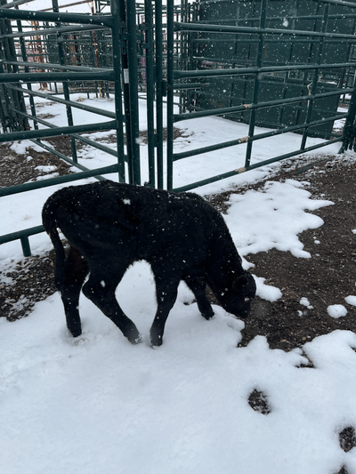 BULL CALF - 3 WEEKS OLD - BALZAC, View more