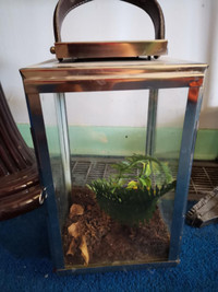 small terrarium