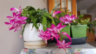 Healthy Aechmea/Holiday Cactus/ Clivia/Hoya Carnosa, View more