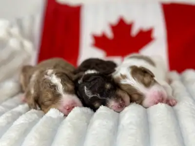 Bernedoodle Litters Planned for Spring 2026, View more