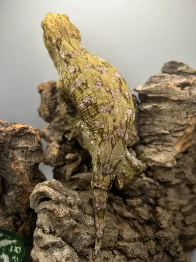 Leachie gecko, View more