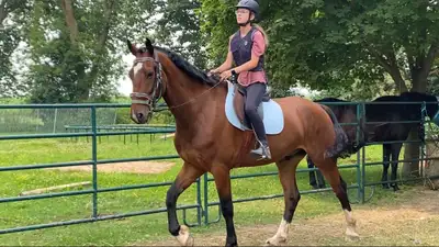 Clydesdale Cross Gelding, View more