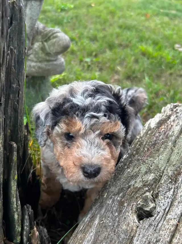 Coton Mix  Pups Rare Merle  - Therapy Dog Potential in Dogs & Puppies for Rehoming in City of Toronto - Image 4