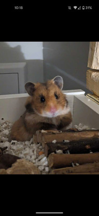 Pedigree Ethically Bred Hamster (Comes With Everything)