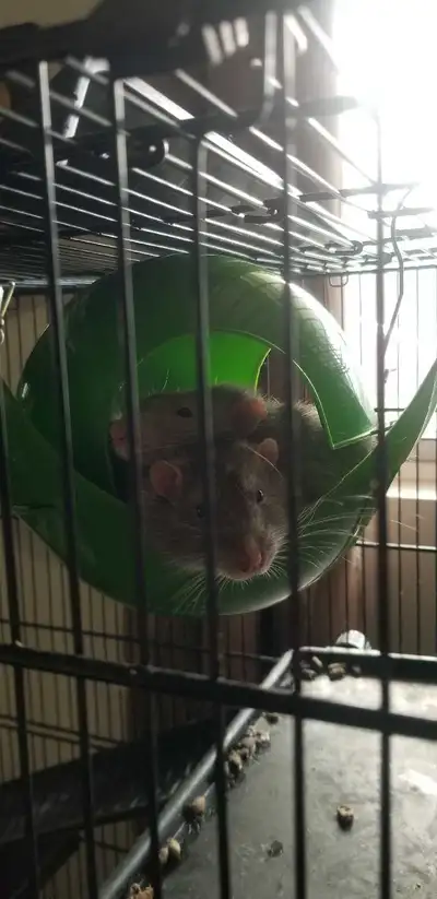 Adult rats + cage and accessories 