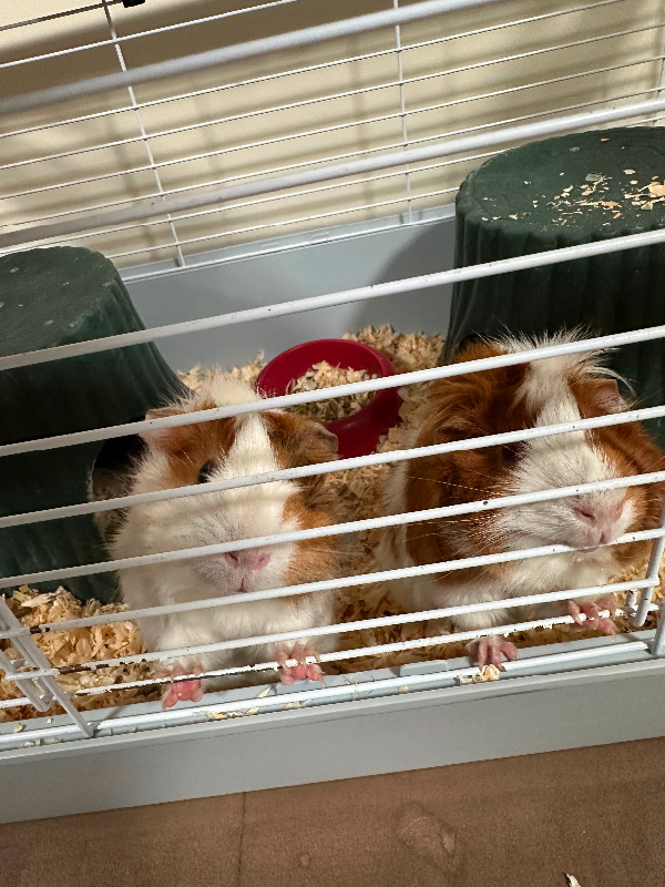 Two female guinea pig with a big cage with all accessories in Small Animals for Rehoming in Delta/Surrey/Langley - Image 2