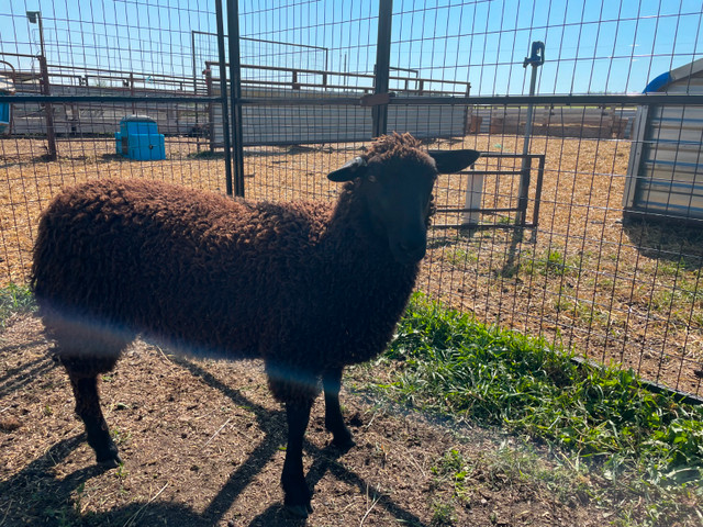 Ewe lambs for sale in Livestock in Red Deer - Image 4