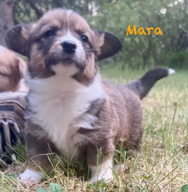 ✨ Sweet Cardigan Corgi Puppies Looking for Forever Homes!✨ in Dogs & Puppies for Rehoming in Strathcona County - Image 7