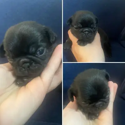 These adorable pug puppies are looking for their forever homes! They are playful, healthy, and full...