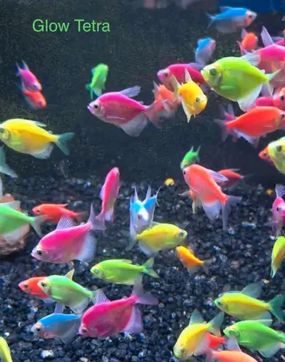 Glo Tetra, View more