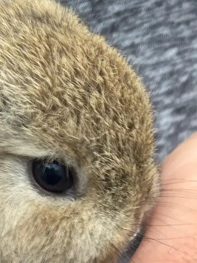 Baby Bunny Netherland, View more
