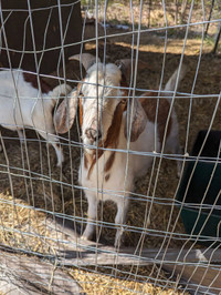 Intact male Boer mix goat