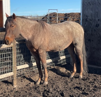 Pics 1, 2, 3, 4: 15H Solid Red Roan Gelding. 60 days training as a 7 year old. Well halter broke, go...