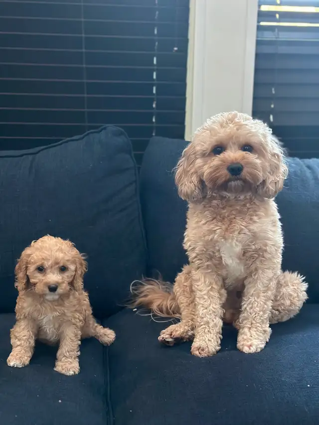 Cavapoo Girls Avaialble in Dogs & Puppies for Rehoming in Victoria - Image 5