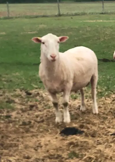 Those gorgeous rams are available for you. We have ONLY 6 LEFT TO GO. Were born March and April 2025...