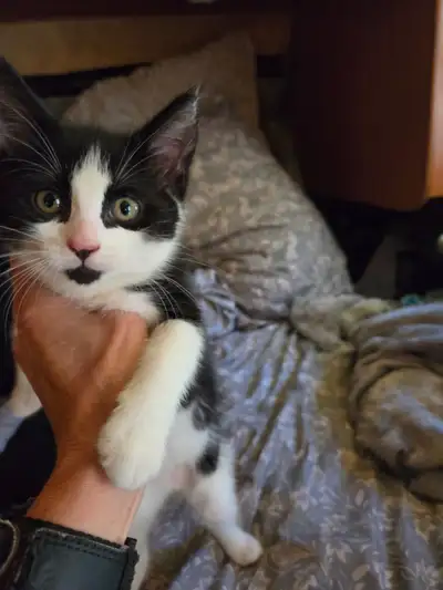 1Kitten ready for their fur-ever tux female, View more