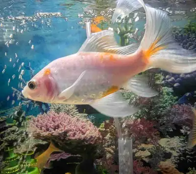 big beatiful sarasa comet goldfish, View more