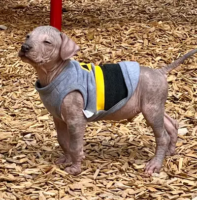 Mexican Hairless puppies, View more